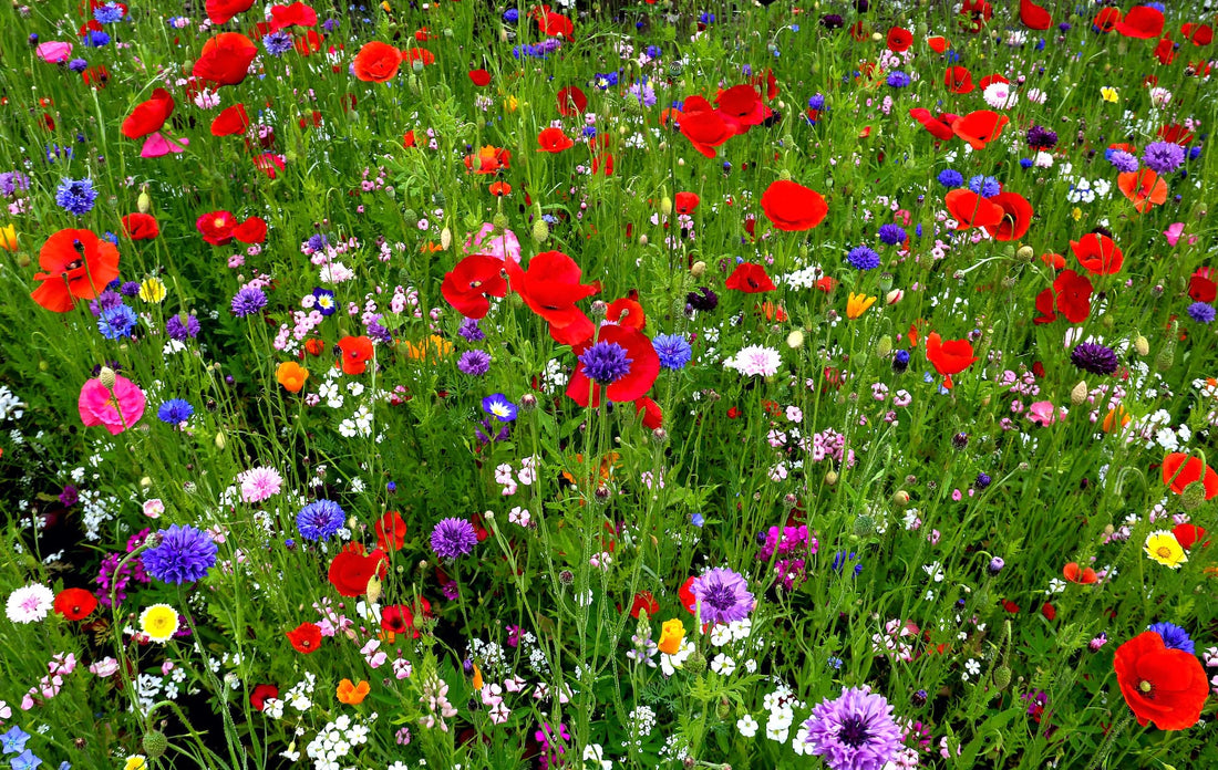 Wildflower meadow