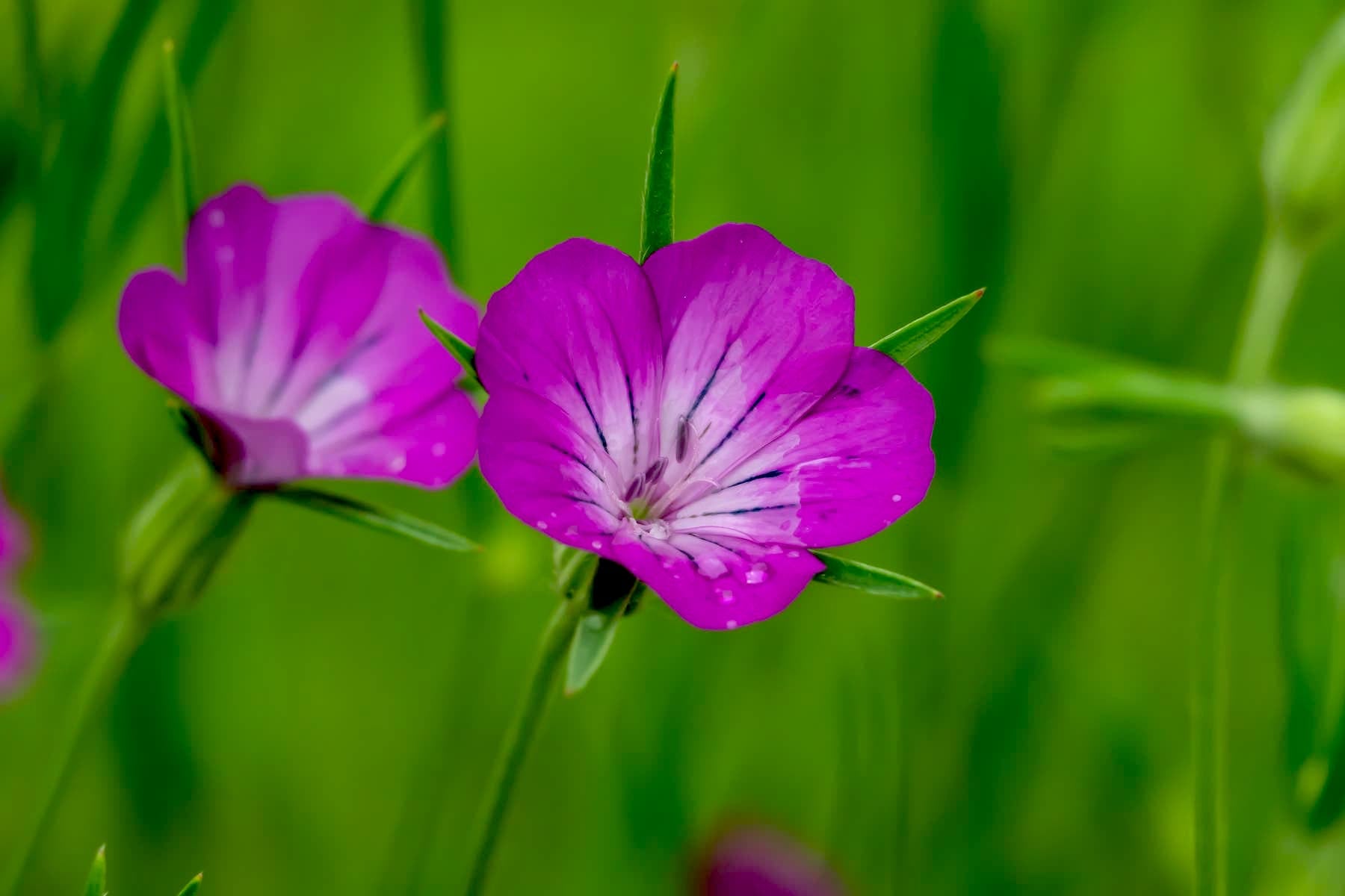 corncockle-seed-yourgreen