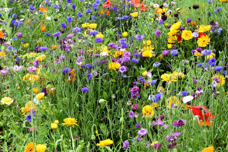 Creative Calling wildflower seed mix
