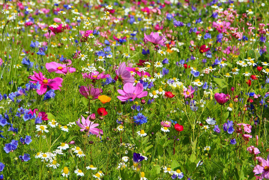 Meadow Maker wildflower seed mix