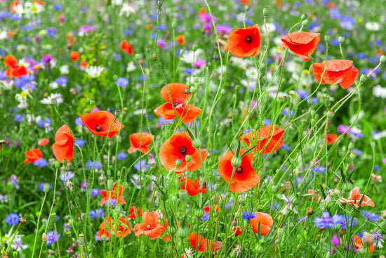 Native Flora wildflower seed mix