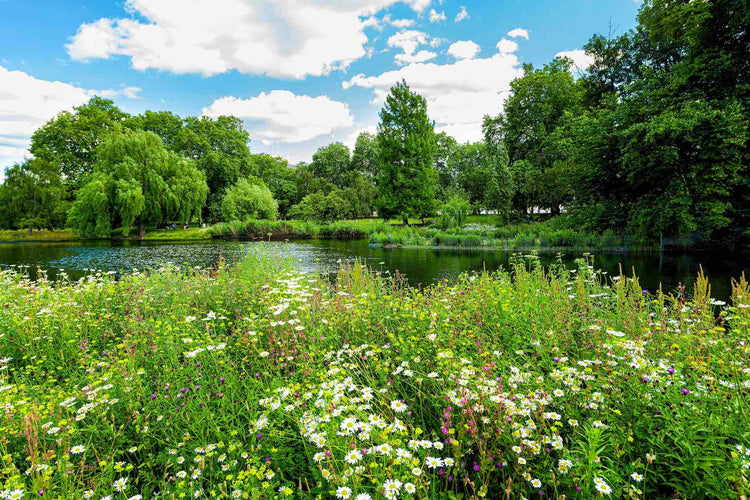 Wetland Flora wildflower seed mix