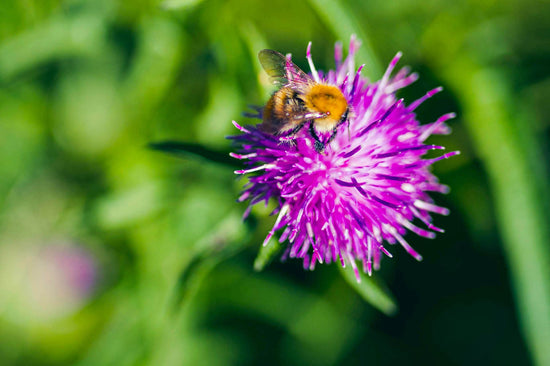 Bee on wildflower 
