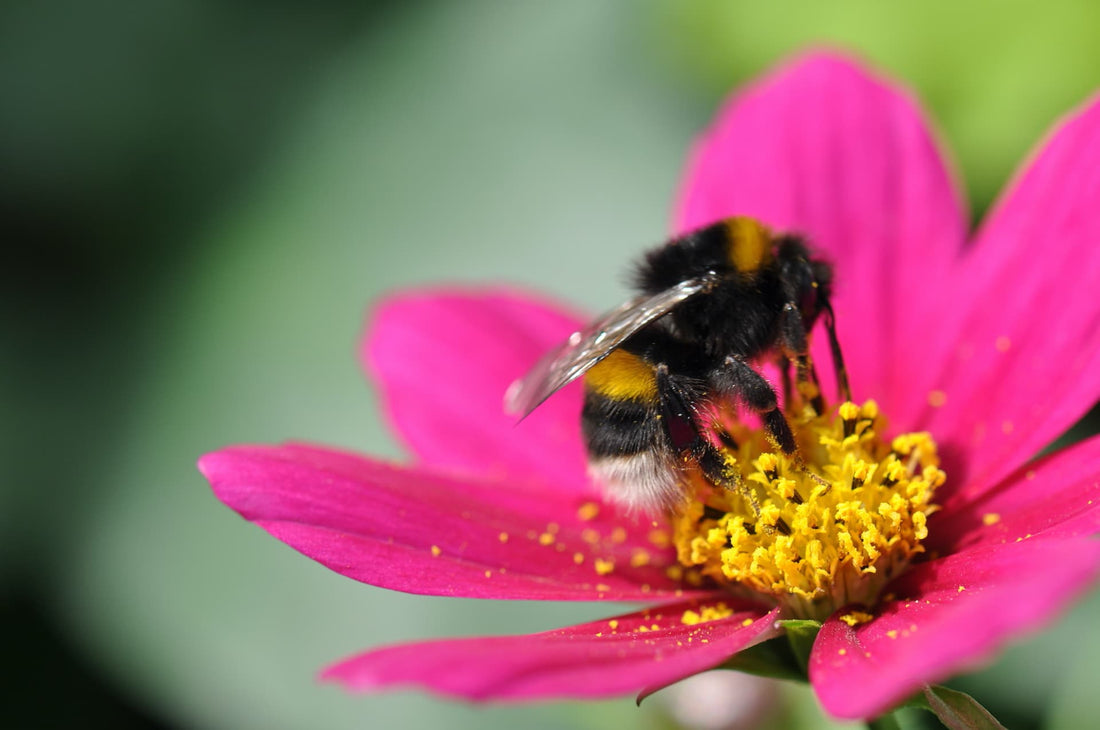 Close up of pink cosmos with bee
