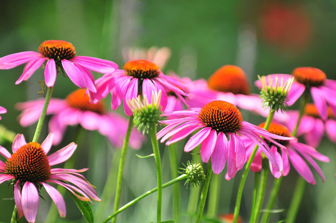 Pink wildflowers