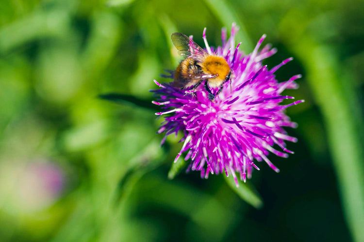 Bee on clover