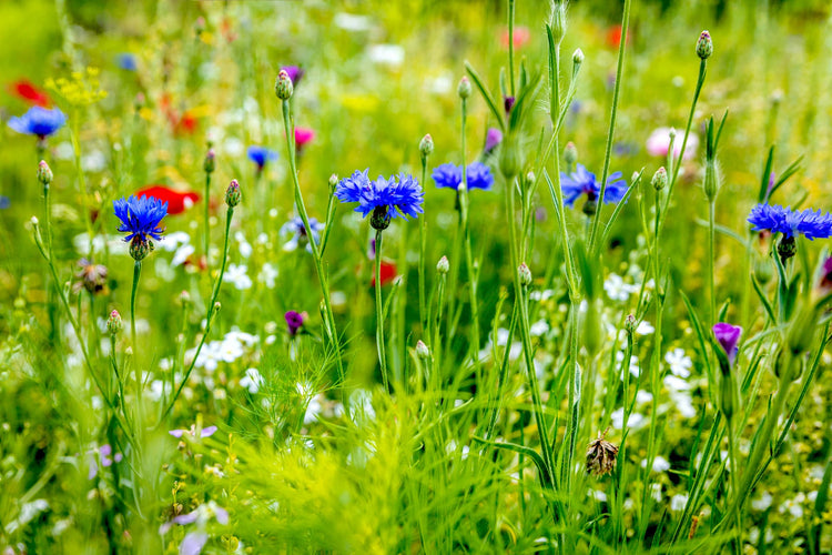 Wildflower meadow with cornflowers 