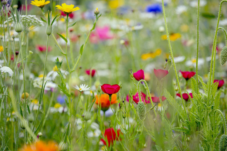 Wildflower seed area - flowers blooming UK