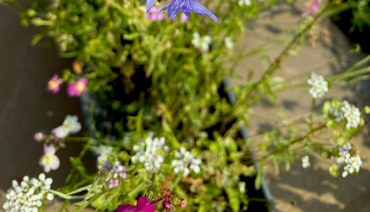 Wildflowers in a container in the garden