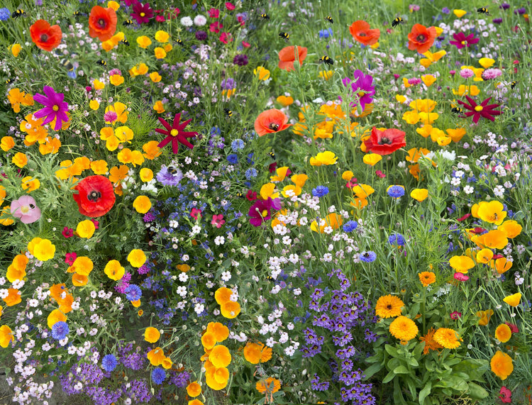 Wildflower Seed for Beds