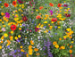 Bed Maker Wildflower seed mix