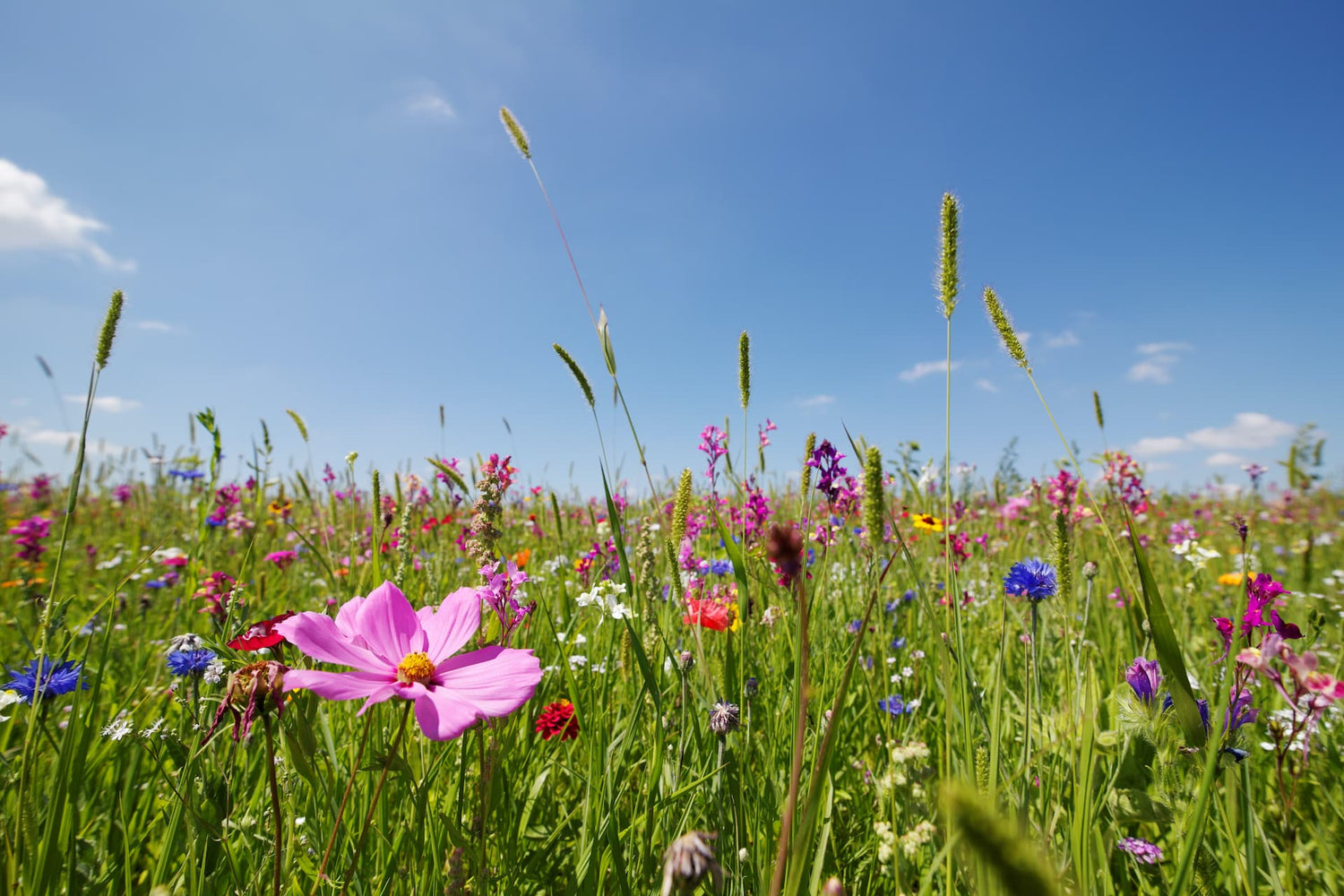 Carbon Cure wildflower seed mix