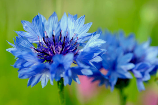 Cornflower Seed