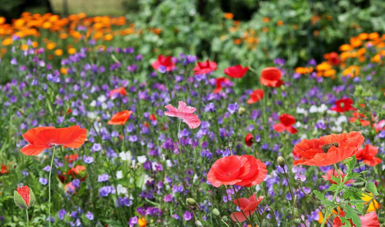 Feelgood Factor wildflower seed mix