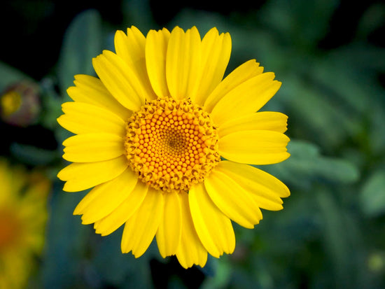 Corn Marigold Seed