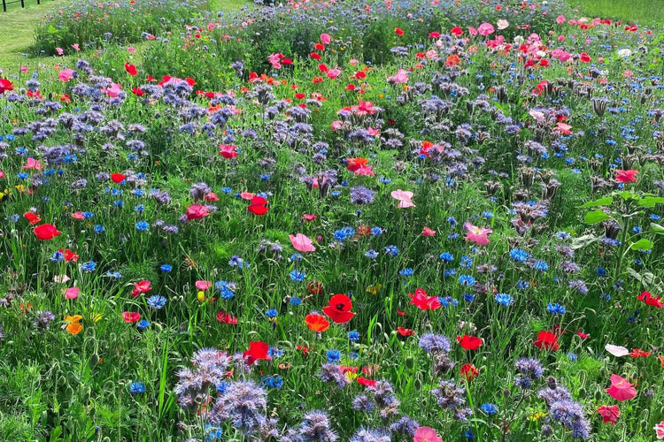 Wildflower Seed for Meadows