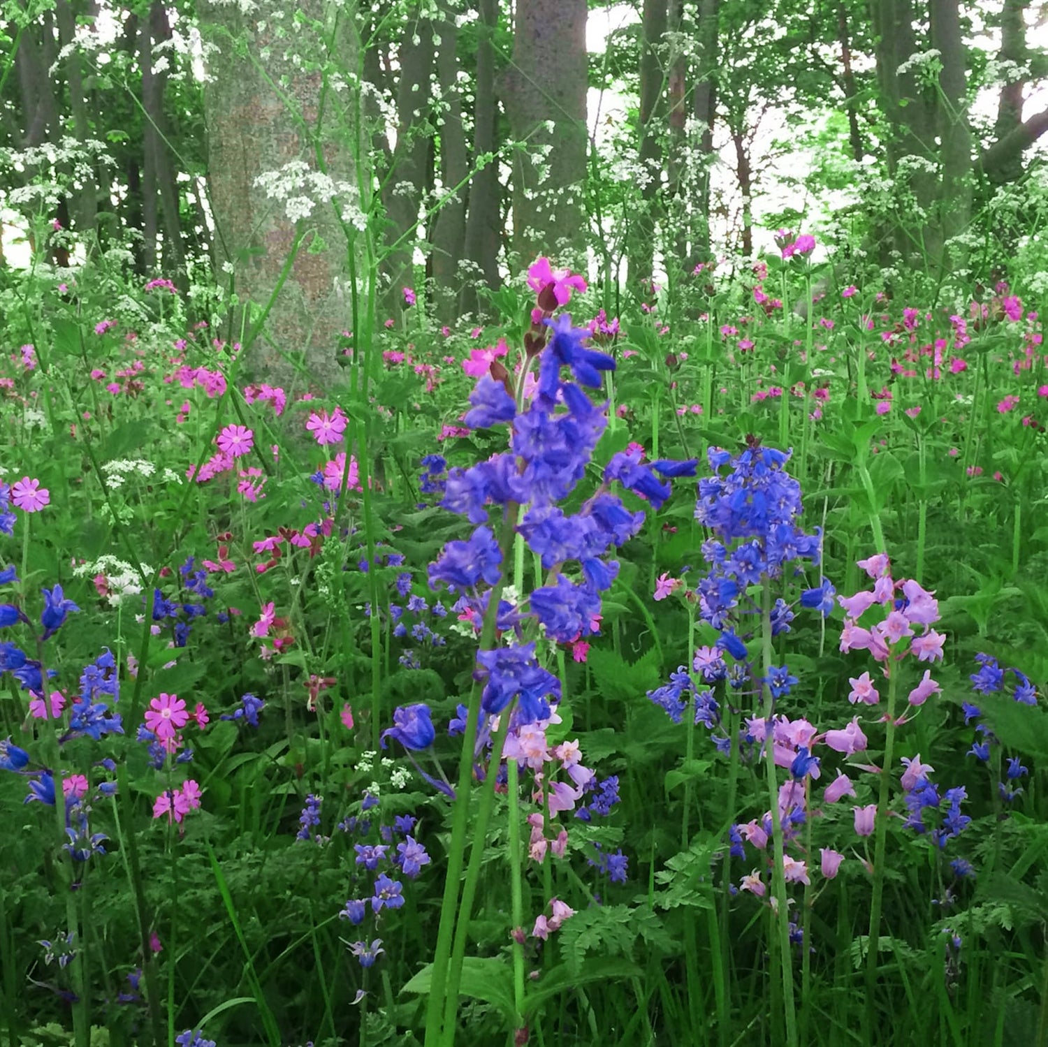 Shaded Flora wildflower seed mix