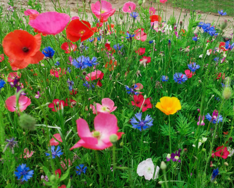 Space Saver wildflower seed mix