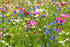 Tranquil Escape wildflower seed mix