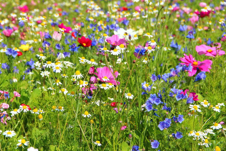 Wildflower Seed for Lawns